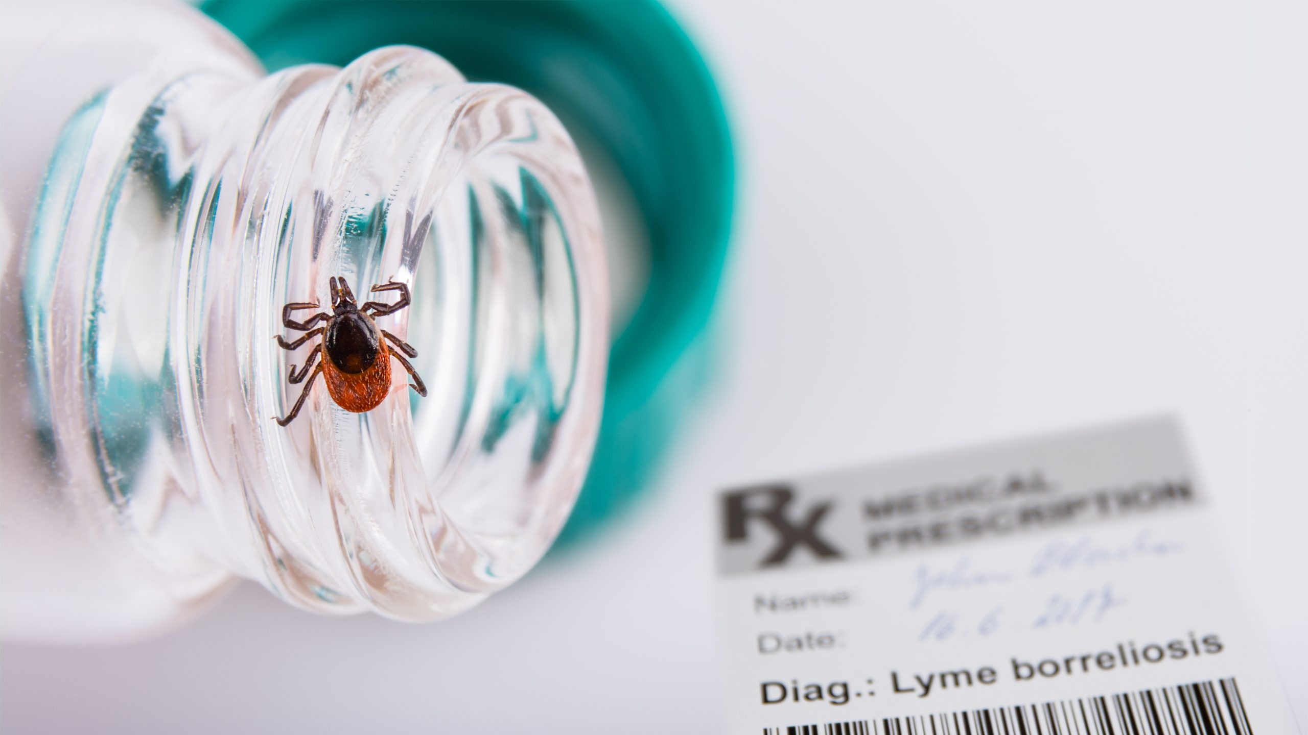 tick crawling on vial with sign lyme disease